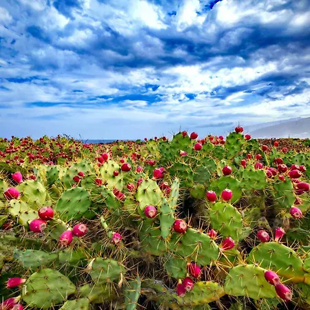 度假居 Casa Emilia 洛斯瑟罗斯